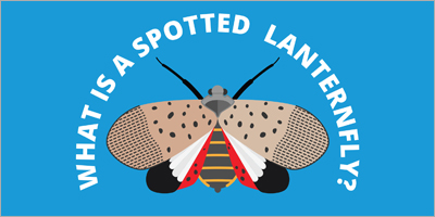 Spotted Lanternfly